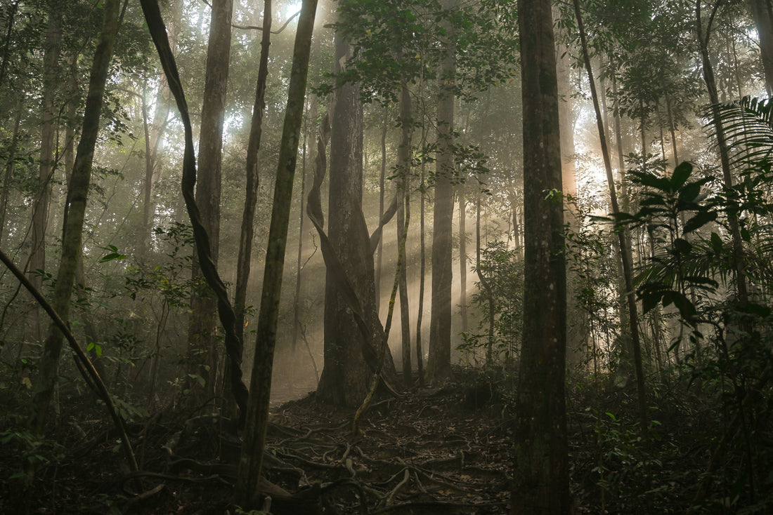 Cambodia vs. Malaysia vs. India: How Origin Shapes the Scent - The Oud Trader