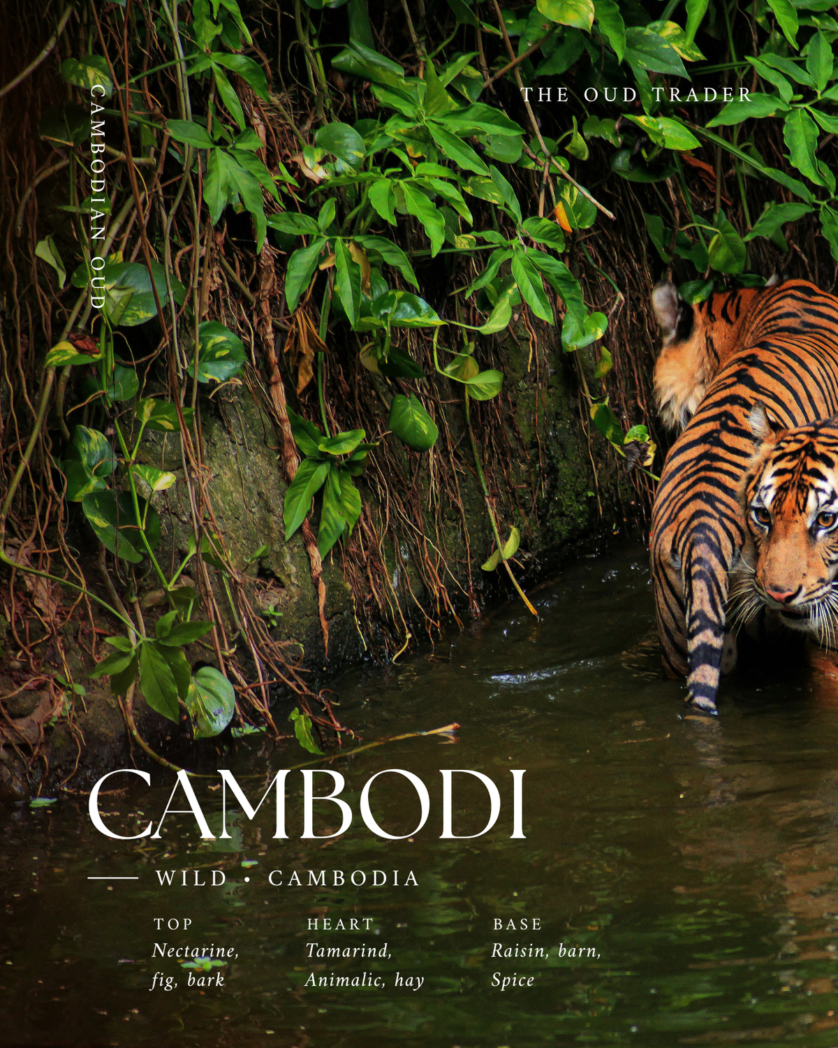 Wild Aged 5+ Years Cambodian - Dara ដារា
