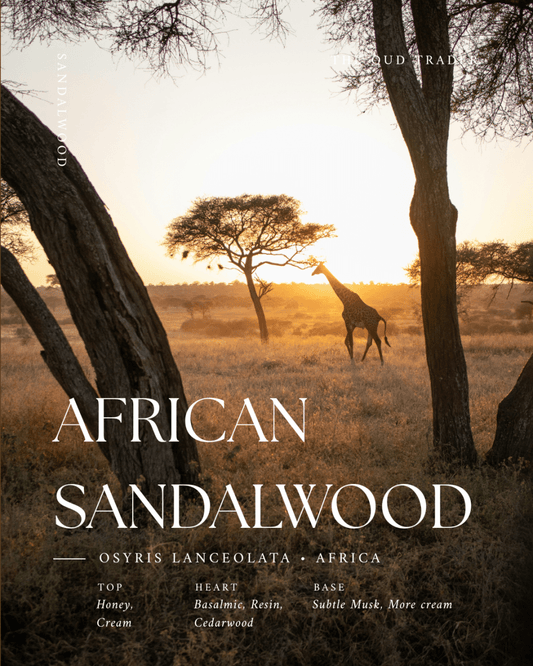 African Sandalwood Oil - The Oud Trader
