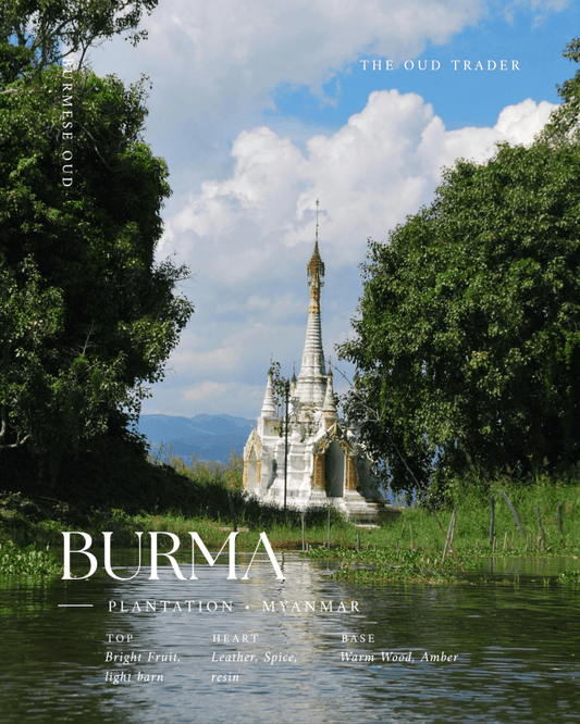 Burmese Plantation - (Oud Oil) - The Oud Trader