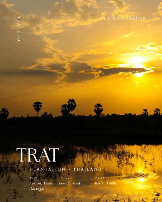 Cultivated Trat, Thailand - Rak Mai รากไม้ - The Oud Trader