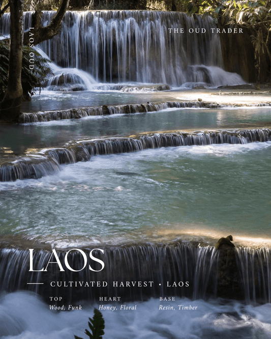 Laos - (Oud Oil) - The Oud Trader