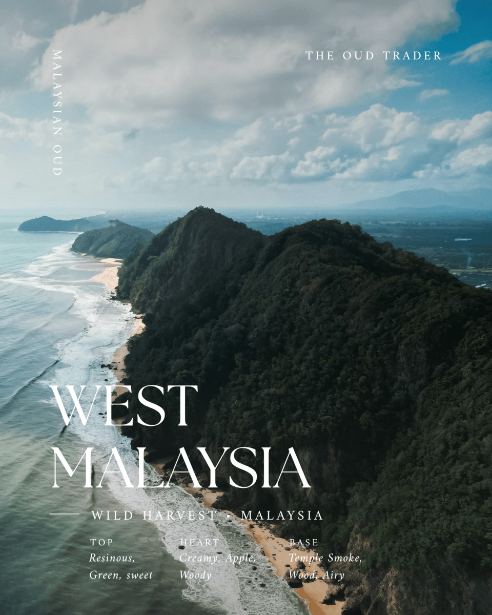 Wild Aged 18+ Years West Malaysian - Senja سنجا - The Oud Trader
